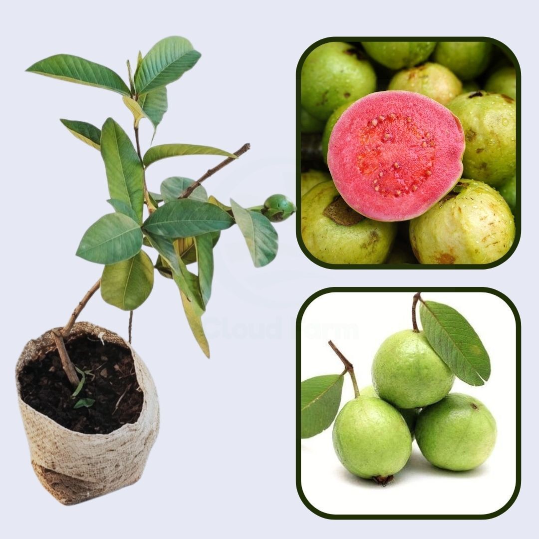 Jalisco Roja Guava Air Layered Healthy Fruit Plant