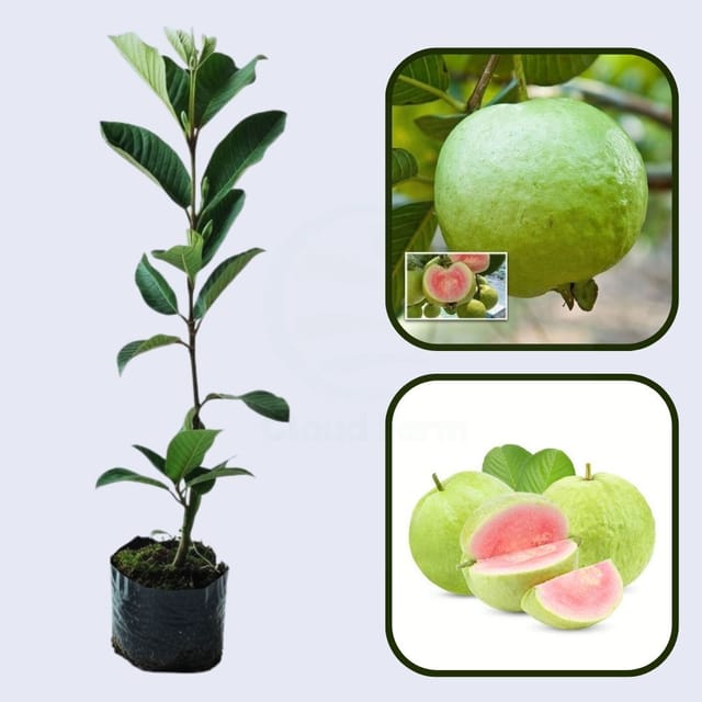 Honduras Pink Guava Air Layered Healthy Fruit Plant