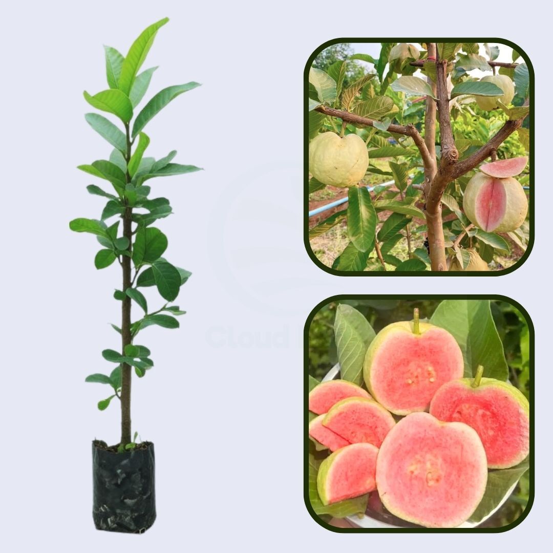 Guatemala Roja Guava Air Layered Healthy Fruit Plant