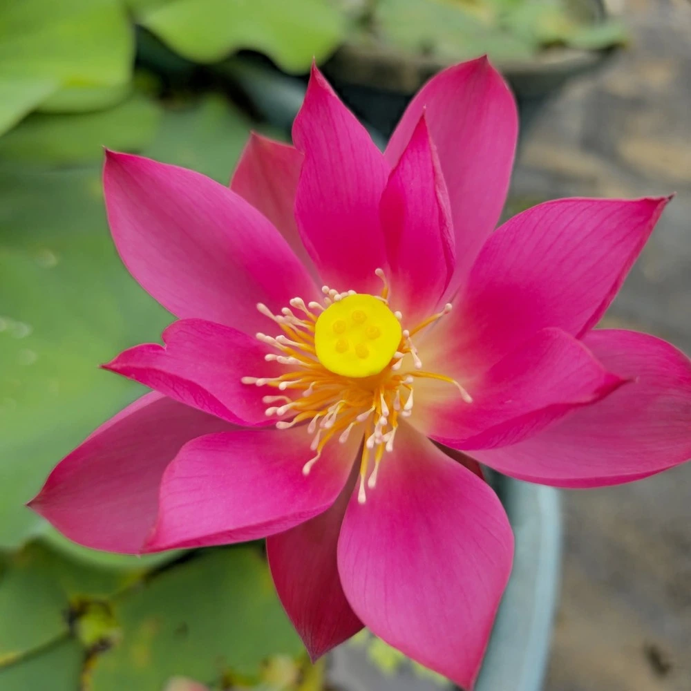 Bowl Lotus Shadow Tuber