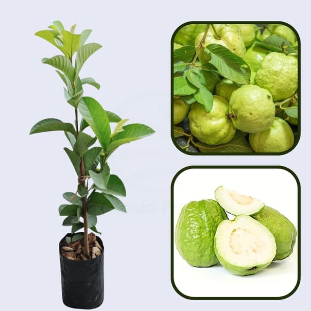 El Salvador Blanca Guava Air Layered Healthy Fruit Plant