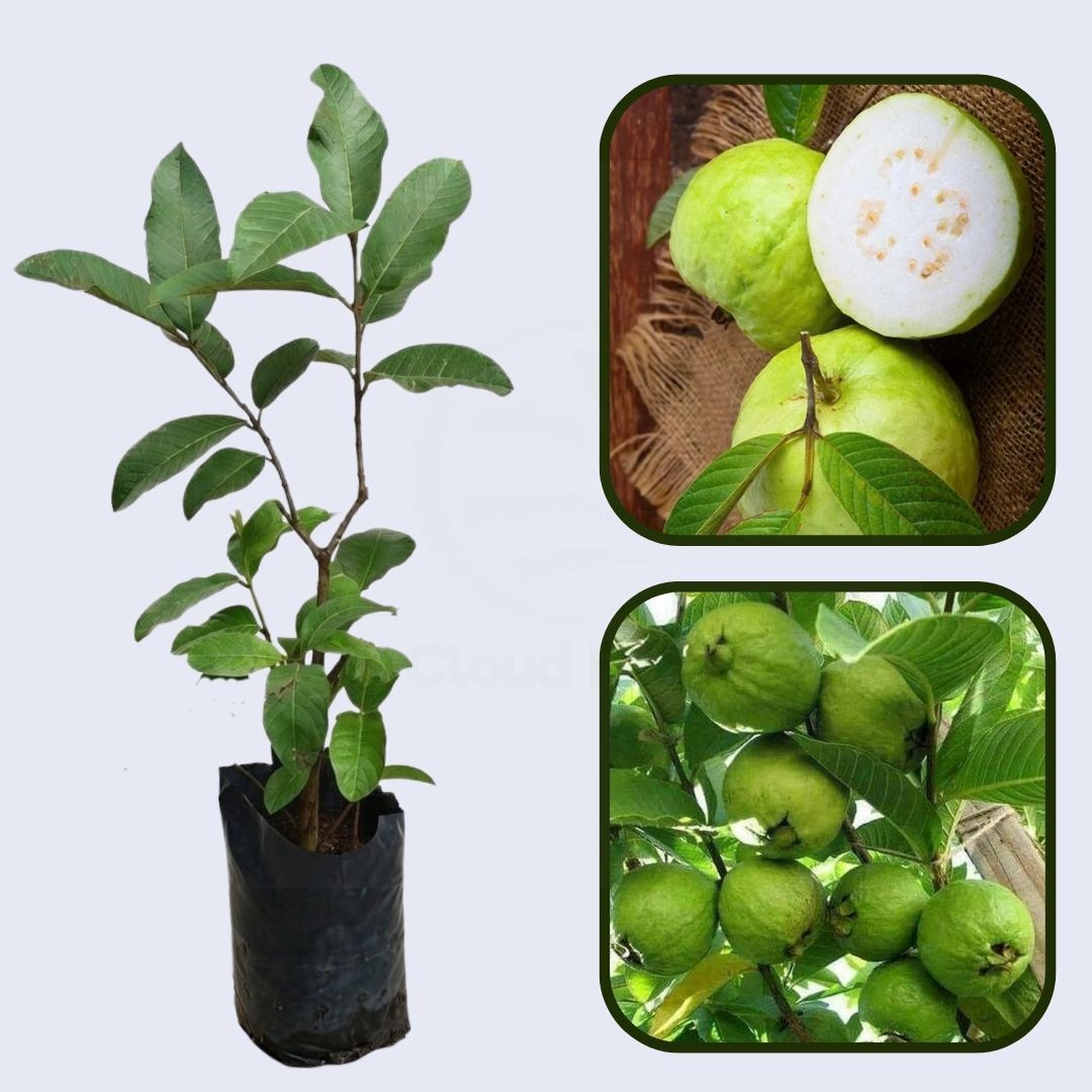 Nicaragua Pink Guava Air Layered Healthy Fruit Plant