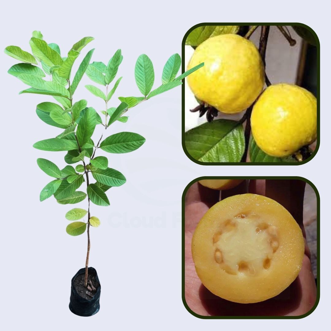 Costa Rica Blanca Guava Air Layered Healthy Fruit Plant