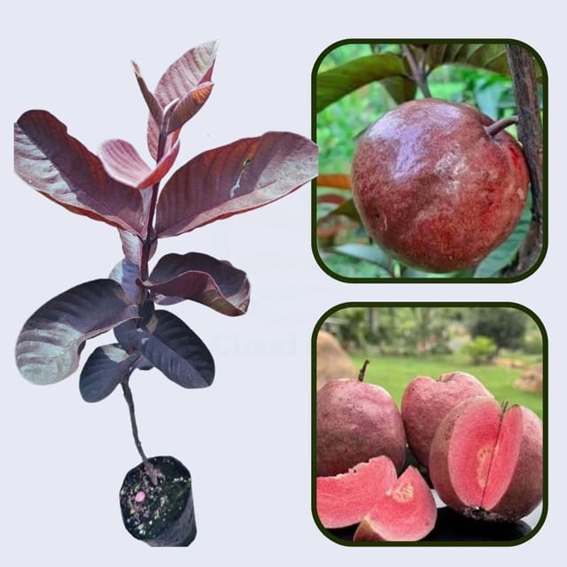Panama Roja Guava Air Layered Healthy Fruit Plant