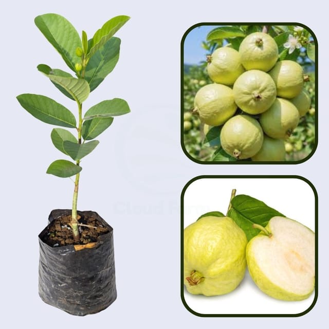 Tuxpan White Guava Air Layered Healthy Fruit Plant