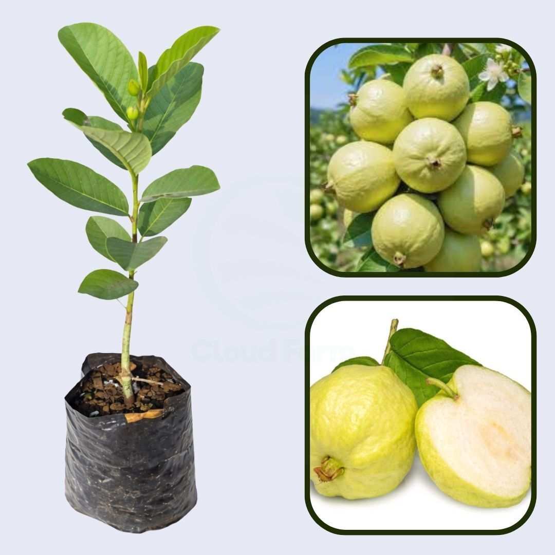 Tuxpan White Guava Air Layered Healthy Fruit Plant