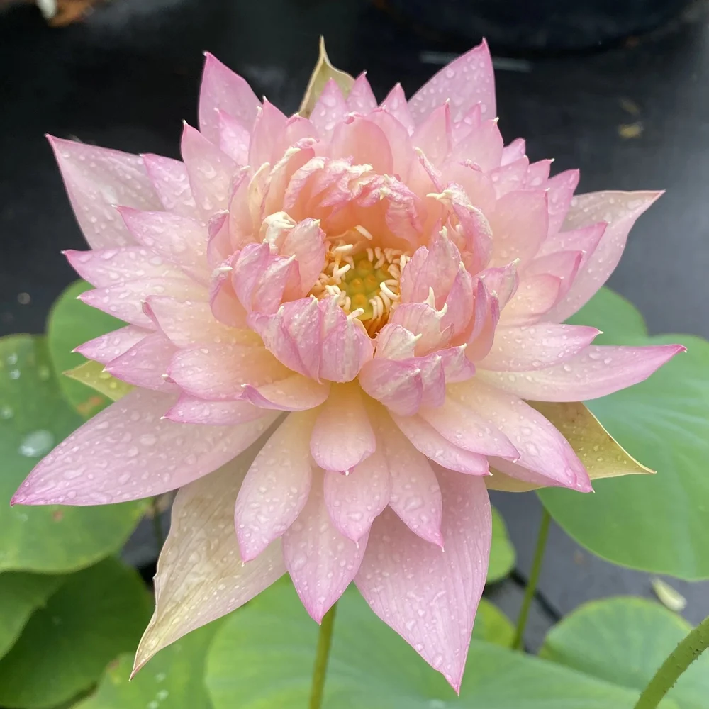 Bowl Lotus Feather Skirt Tuber