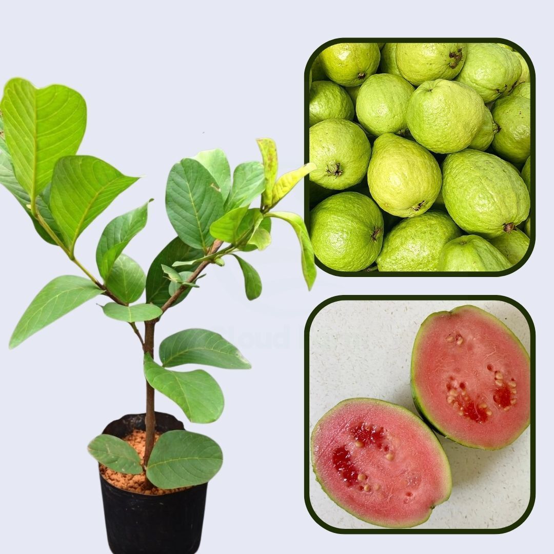 Morelos Pink Guava Air Layered Healthy Fruit Plant