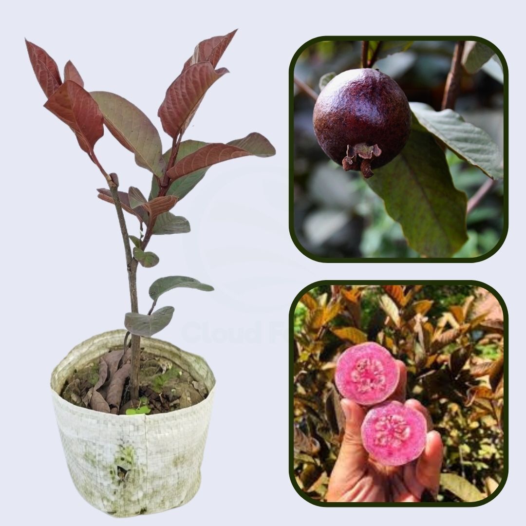 Tabasco Roja Guava Air Layered Healthy Fruit Plant