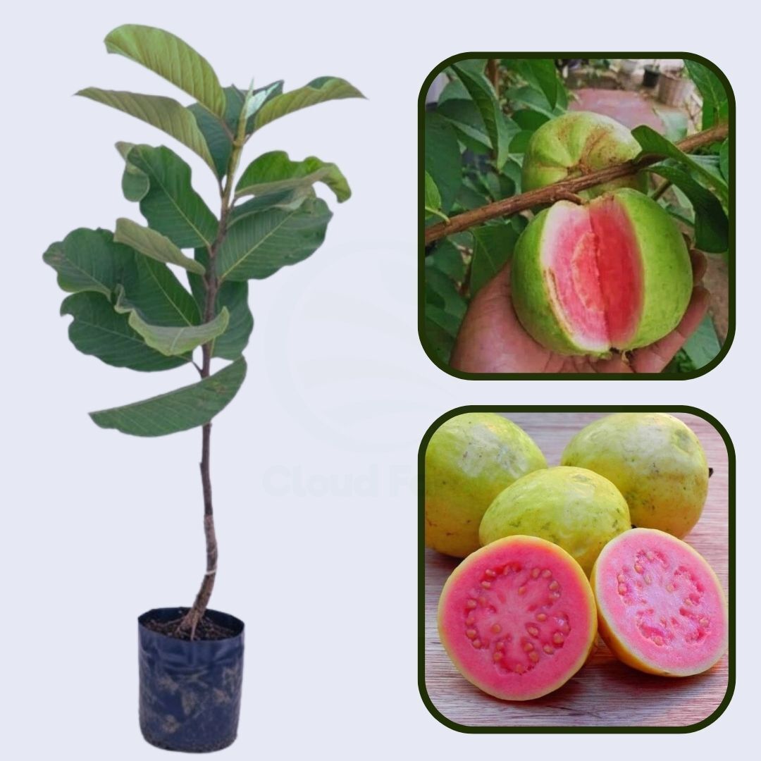 Puebla Pink Guava Air Layered Healthy Fruit Plant