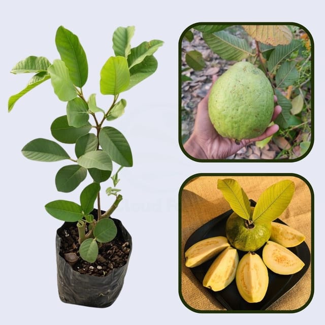 Sonora White Guava Air Layered Healthy Fruit Plant