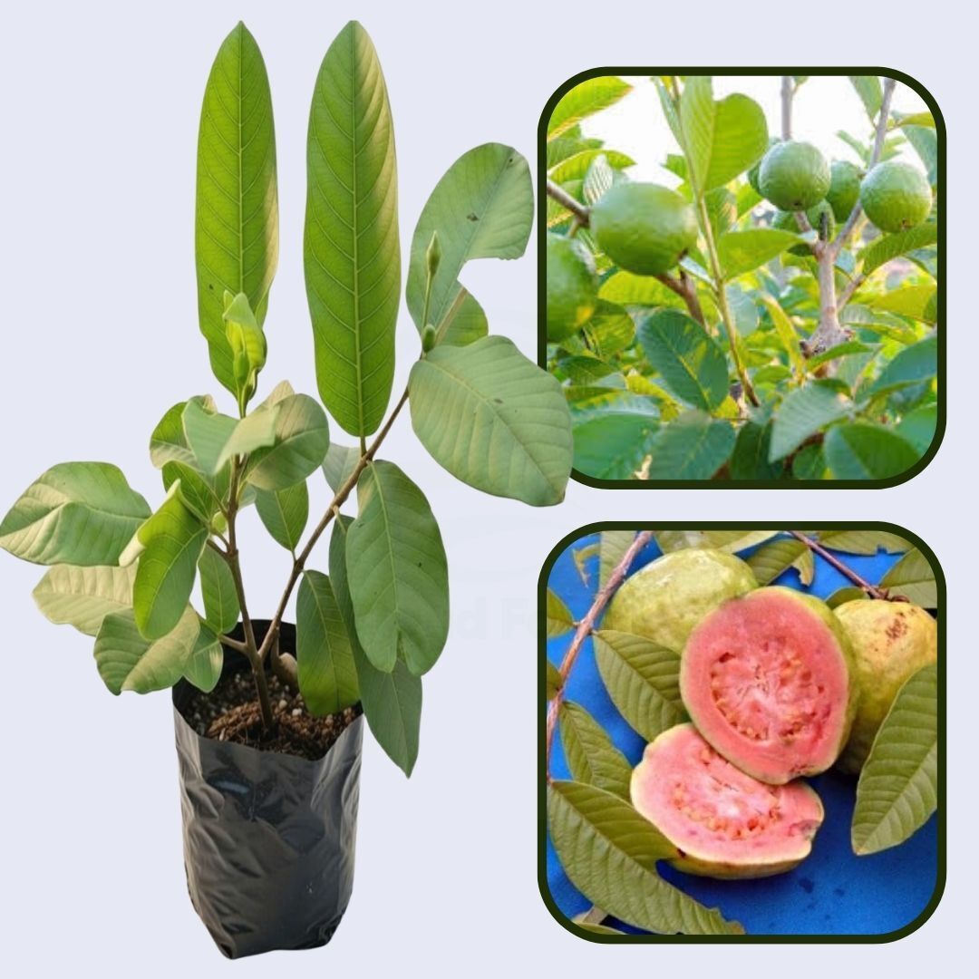 Sinaloa Pink Guava Air Layered Healthy Fruit Plant