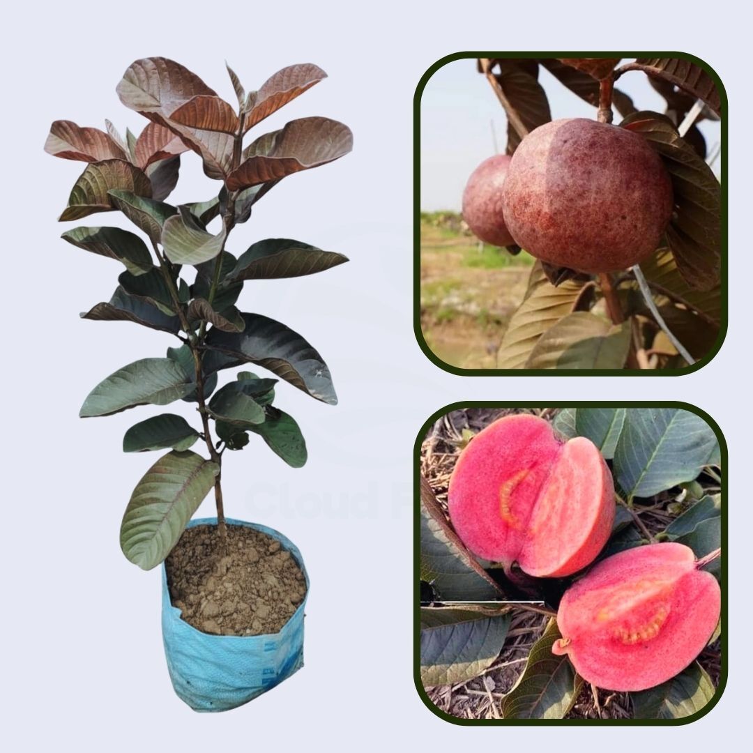 Colima Roja Guava Air Layered Healthy Fruit Plant