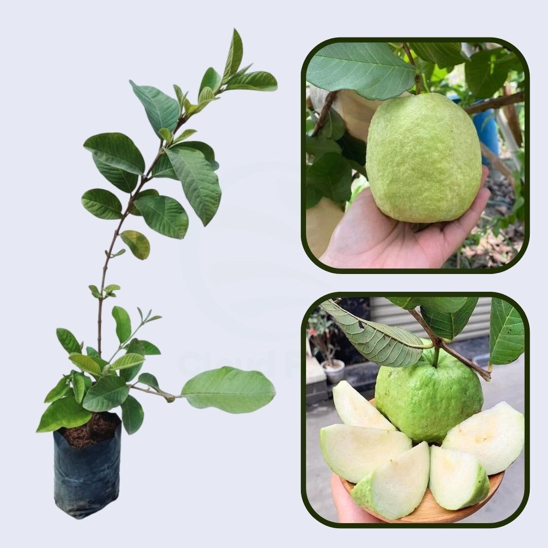 Durango White Guava Air Layered Healthy Fruit Plant