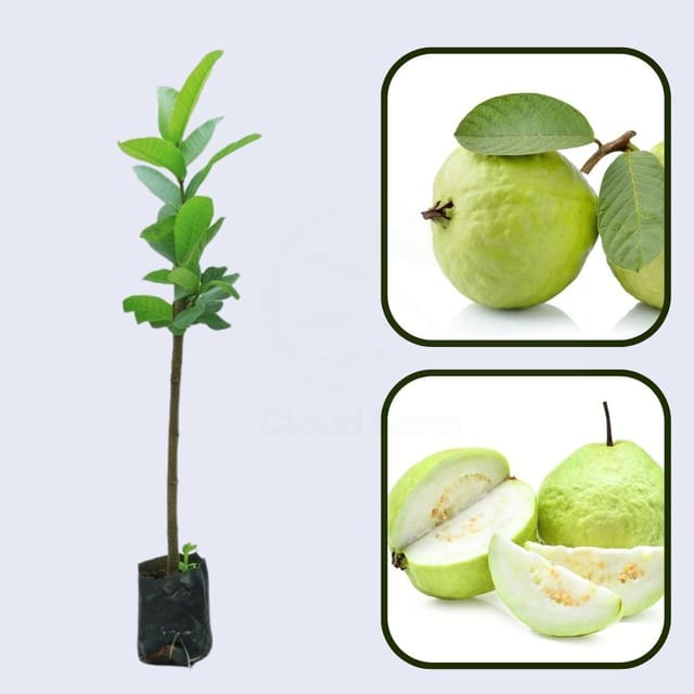 Guerrero Blanca Guava Air Layered Healthy Fruit Plant Guerrero Blanca Guava Air Layered Healthy Fruit Plant