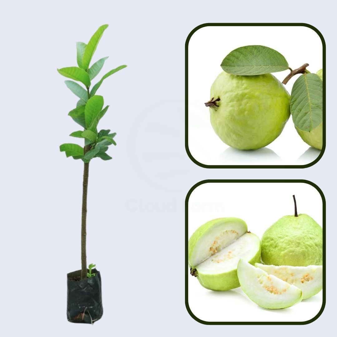 Guerrero Blanca Guava Air Layered Healthy Fruit Plant
