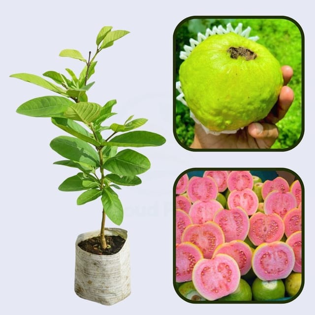 Belize Pink Guava Air Layered Healthy Fruit Plant Belize Pink Guava Air Layered Healthy Fruit Plant