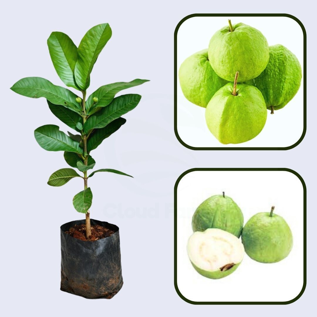 Alta Verapaz White Guava Air Layered Healthy Fruit Plant
