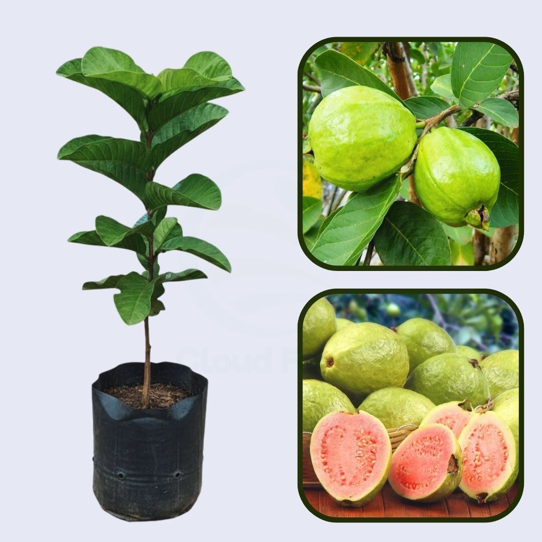 Chimaltenango Pink Guava Air Layered Healthy Fruit Plant