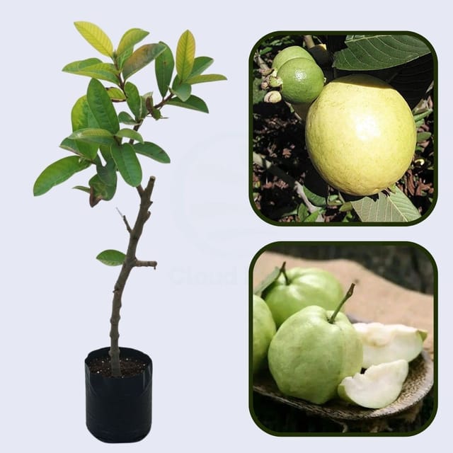 Izabal White Guava Air Layered Healthy Fruit Plant