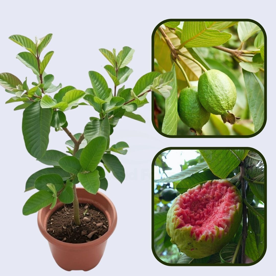 Ruby Supreme Guava Air Layered Healthy Fruit Plant