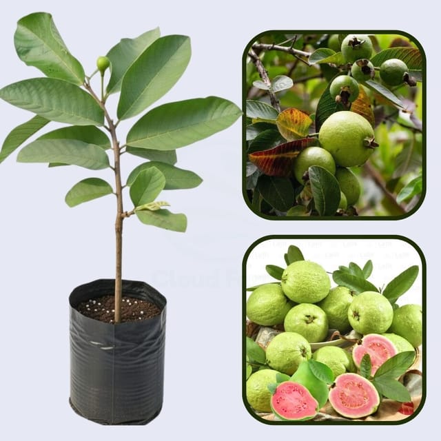 Supreme Guava Air Layered Healthy Fruit Plant