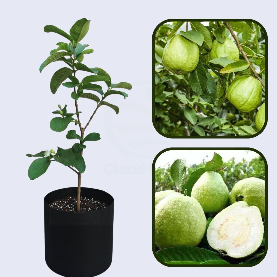 Homestead Guava Air Layered Healthy Fruit Plant