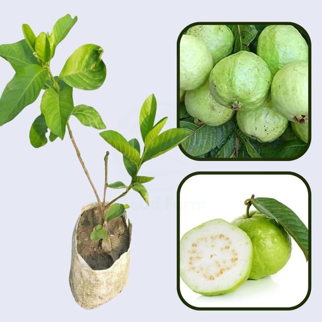 Tropical White Guava Air Layered Healthy Fruit Plant Tropical White Guava Air Layered Healthy Fruit Plant