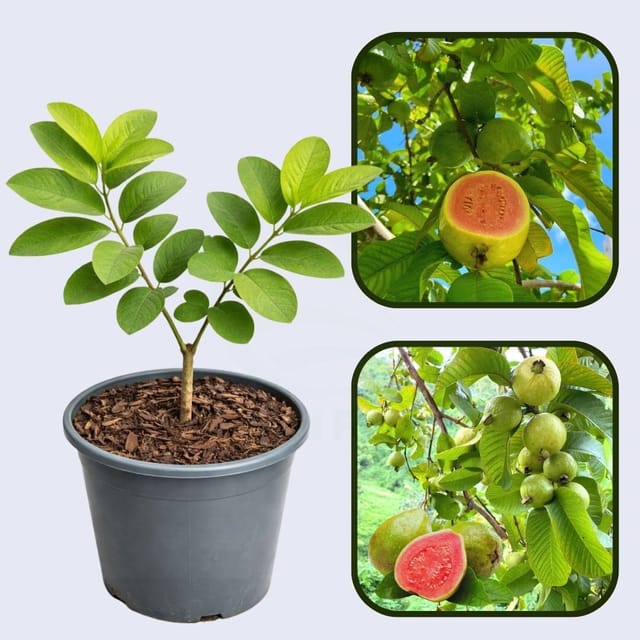Barbie Pink Guava Air Layered Healthy Fruit Plant
