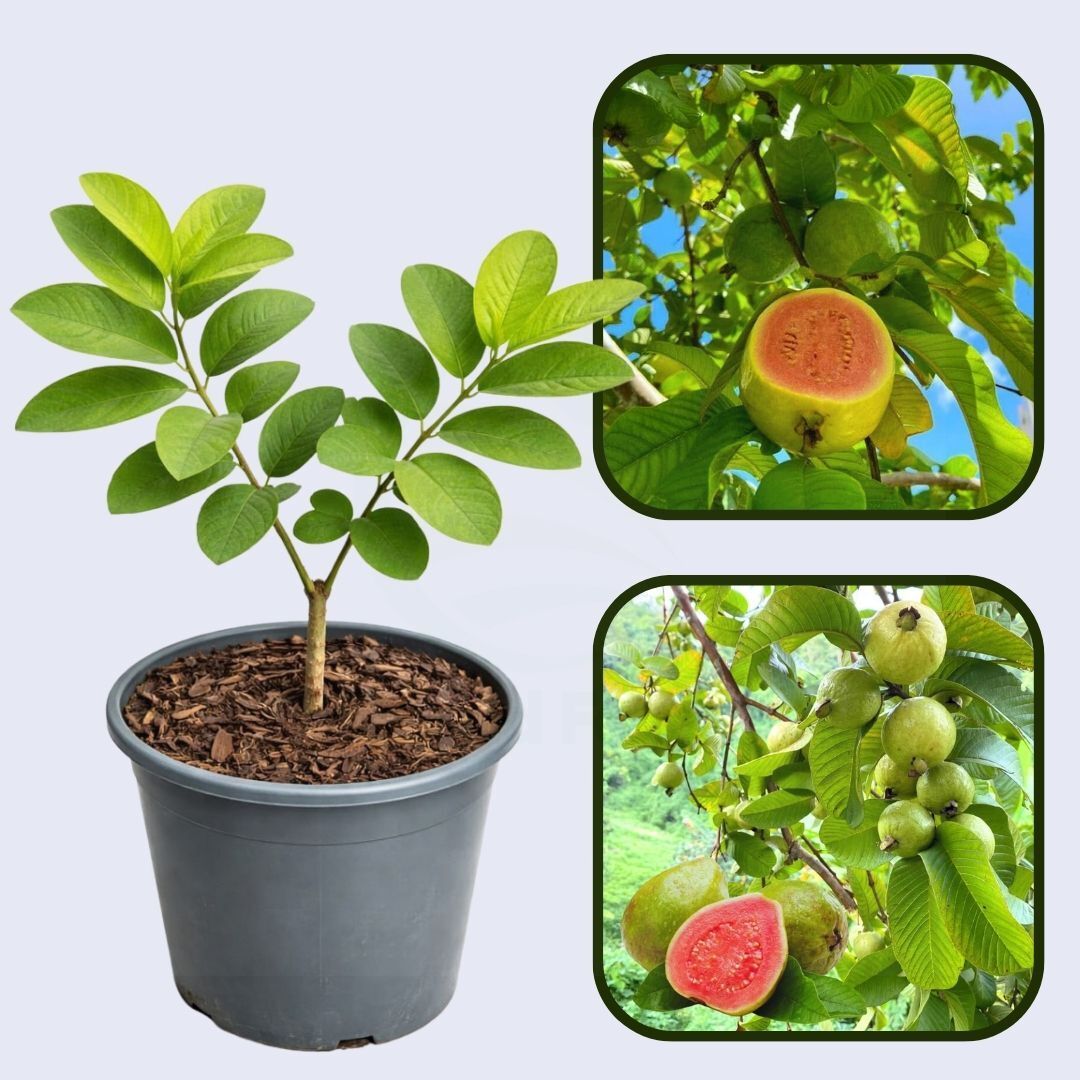 Barbie Pink Guava Air Layered Healthy Fruit Plant