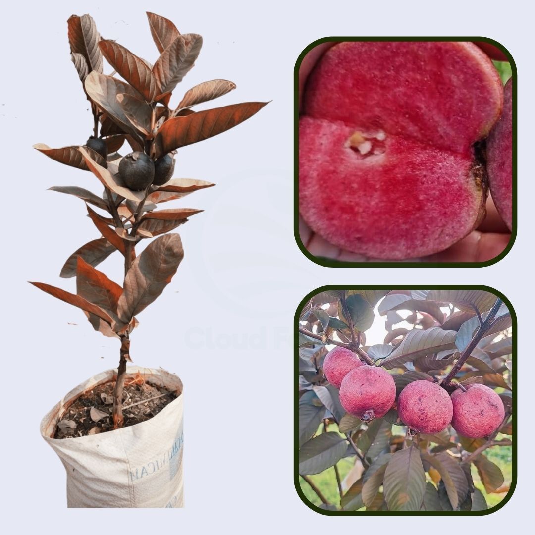 Red Indian Guava Air Layered Healthy Fruit Plant