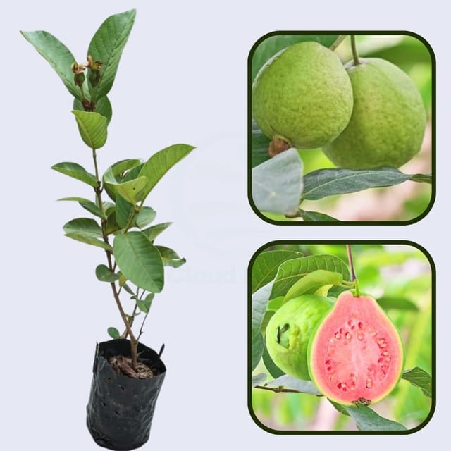 Hawaiian Pink Guava Air Layered Healthy Fruit Plant