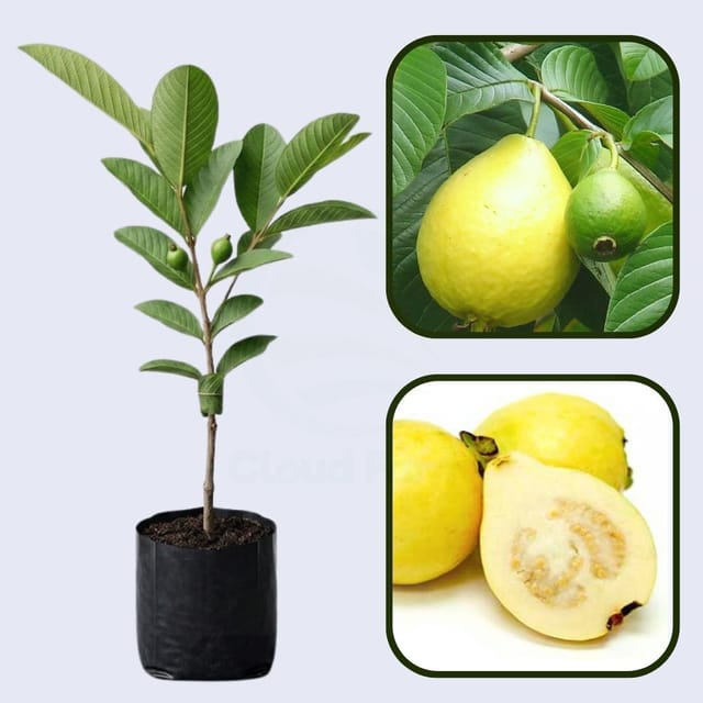 Beaumont Guava Air Layered Healthy Fruit Plant