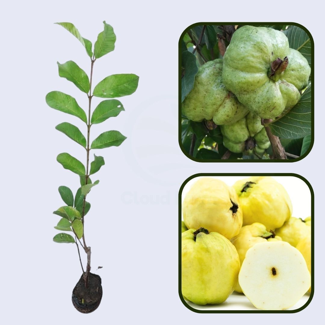 Indonesian Seedless Guava Air Layered Healthy Fruit Plant
