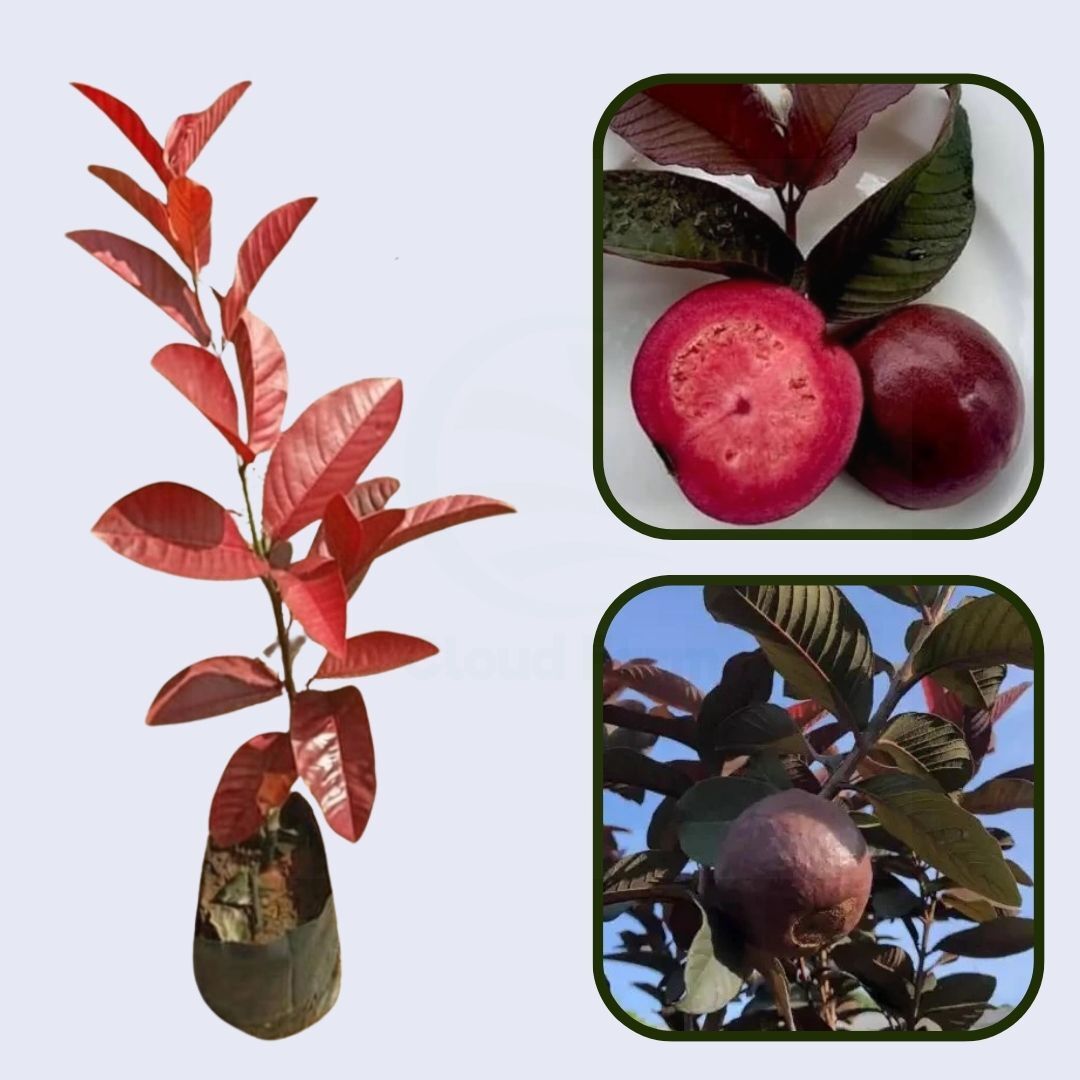 Miami Red Guava Air Layered Healthy Fruit Plant