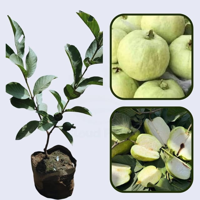 Crystal Seedless Guava Air Layered Healthy Fruit Plant