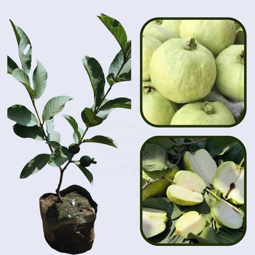 Crystal Seedless Guava Air Layered Healthy Fruit Plant