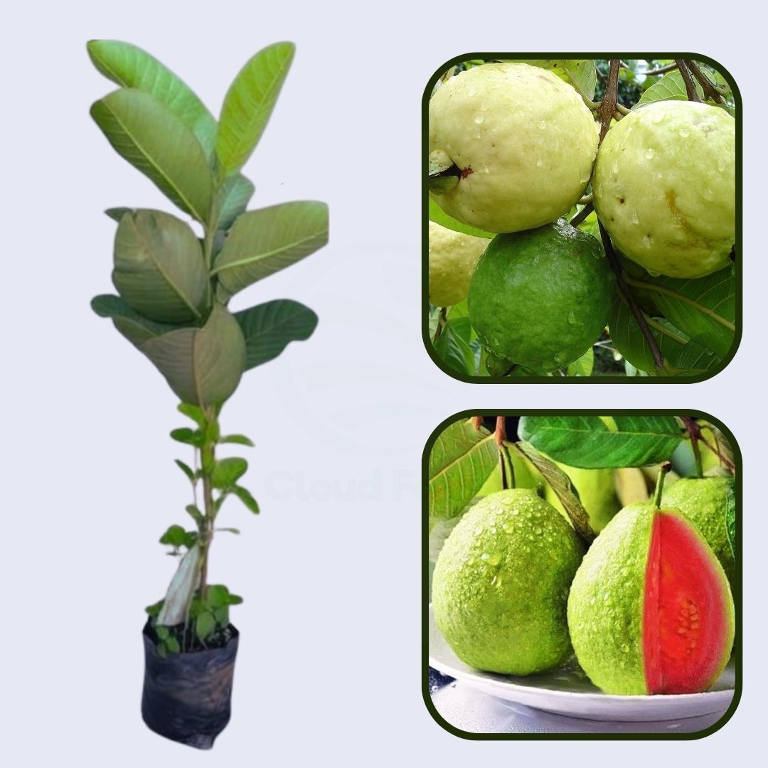 Pink Supreme Guava Air Layered Healthy Fruit Plant