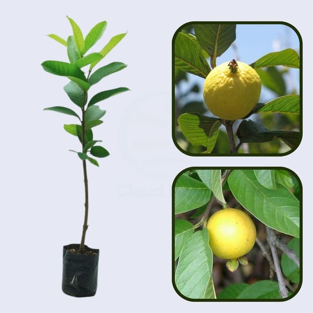 Golden White Guava Air Layered Healthy Fruit Plant