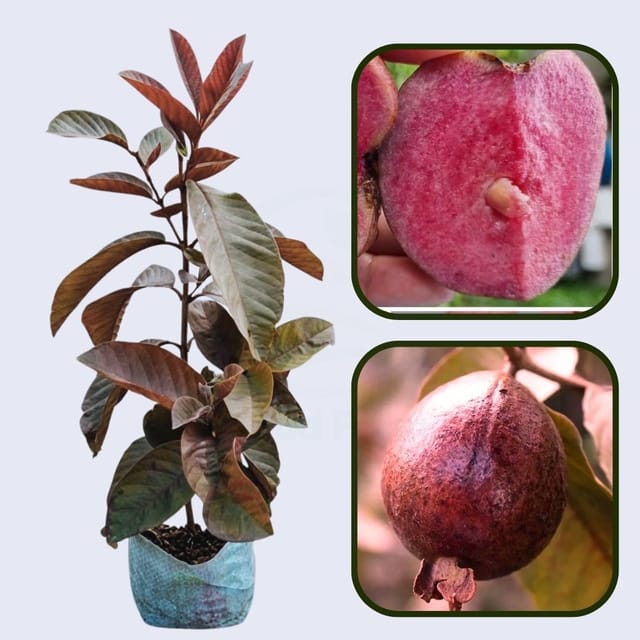 Florida Red Guava Air Layered Healthy Fruit Plant