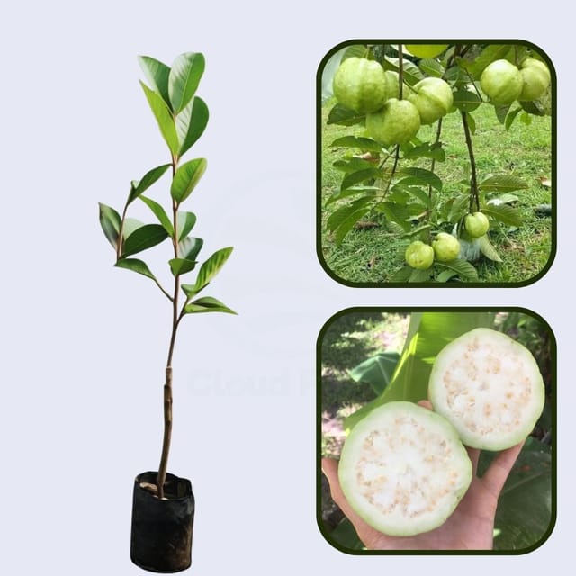 Florida White Guava Air Layered Healthy Fruit Plant