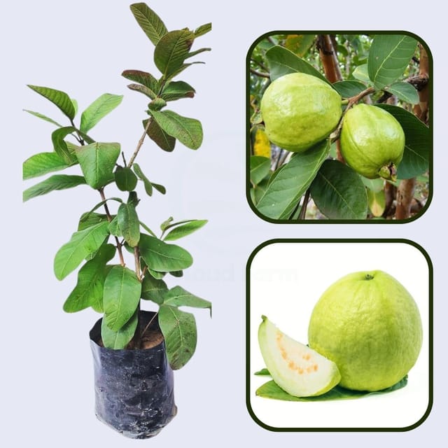 Hawaiian White Guava Air Layered Healthy Fruit Plant