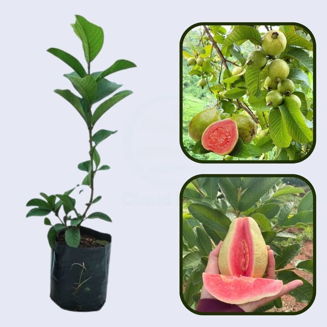 Kona Pink Guava Air Layered Healthy Fruit Plant Kona Pink Guava Air Layered Healthy Fruit Plant