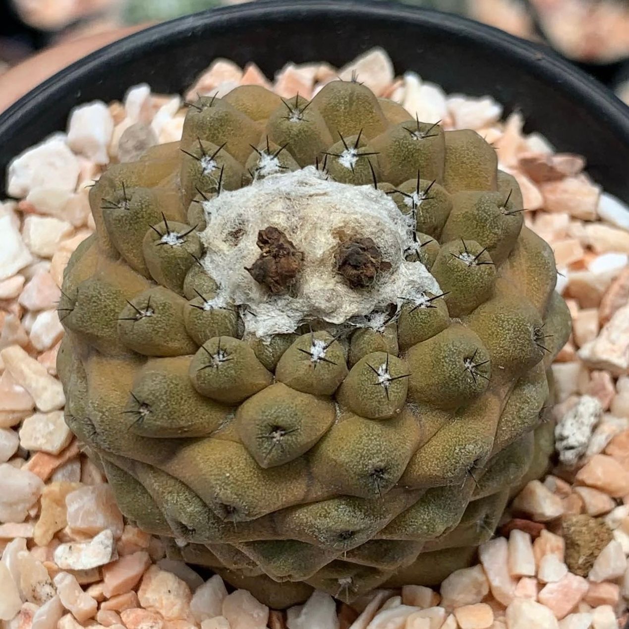 Copiapoa Hypogaea Lizard Skin-Evergreen Nursery