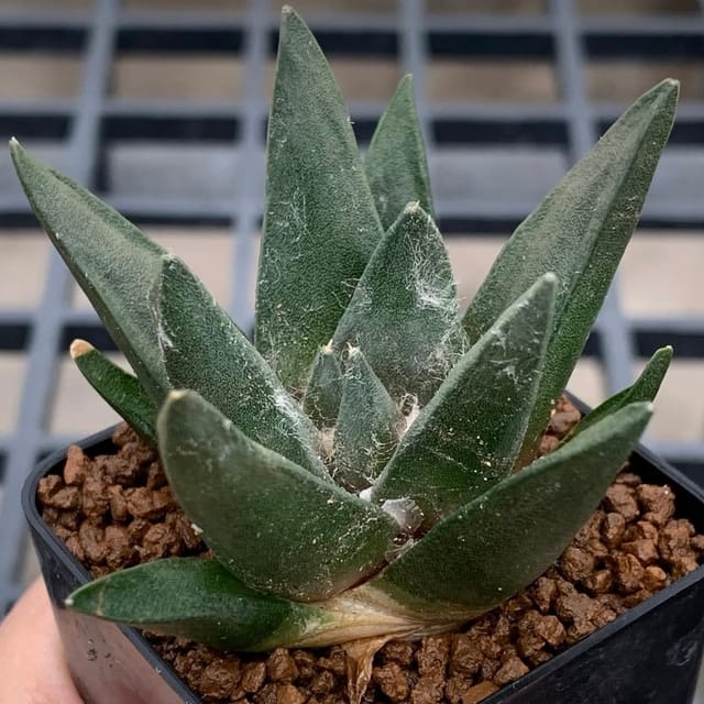 Ariocarpus Trigonus  Rare Triangular Cactus-Evergreen Nursery