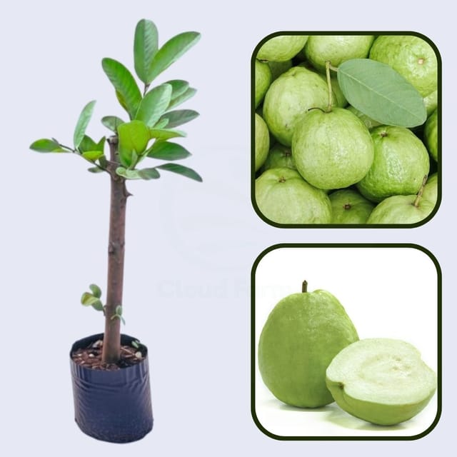 Pearl Guava Air Layered Healthy Fruit Plant