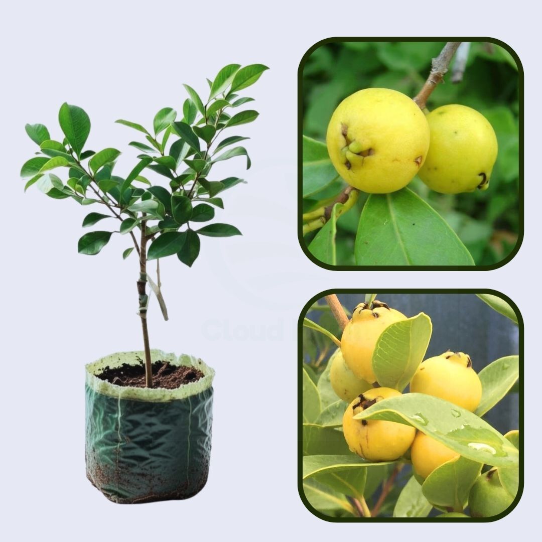 Golden Seedless Guava Air Layered Healthy Fruit Plant