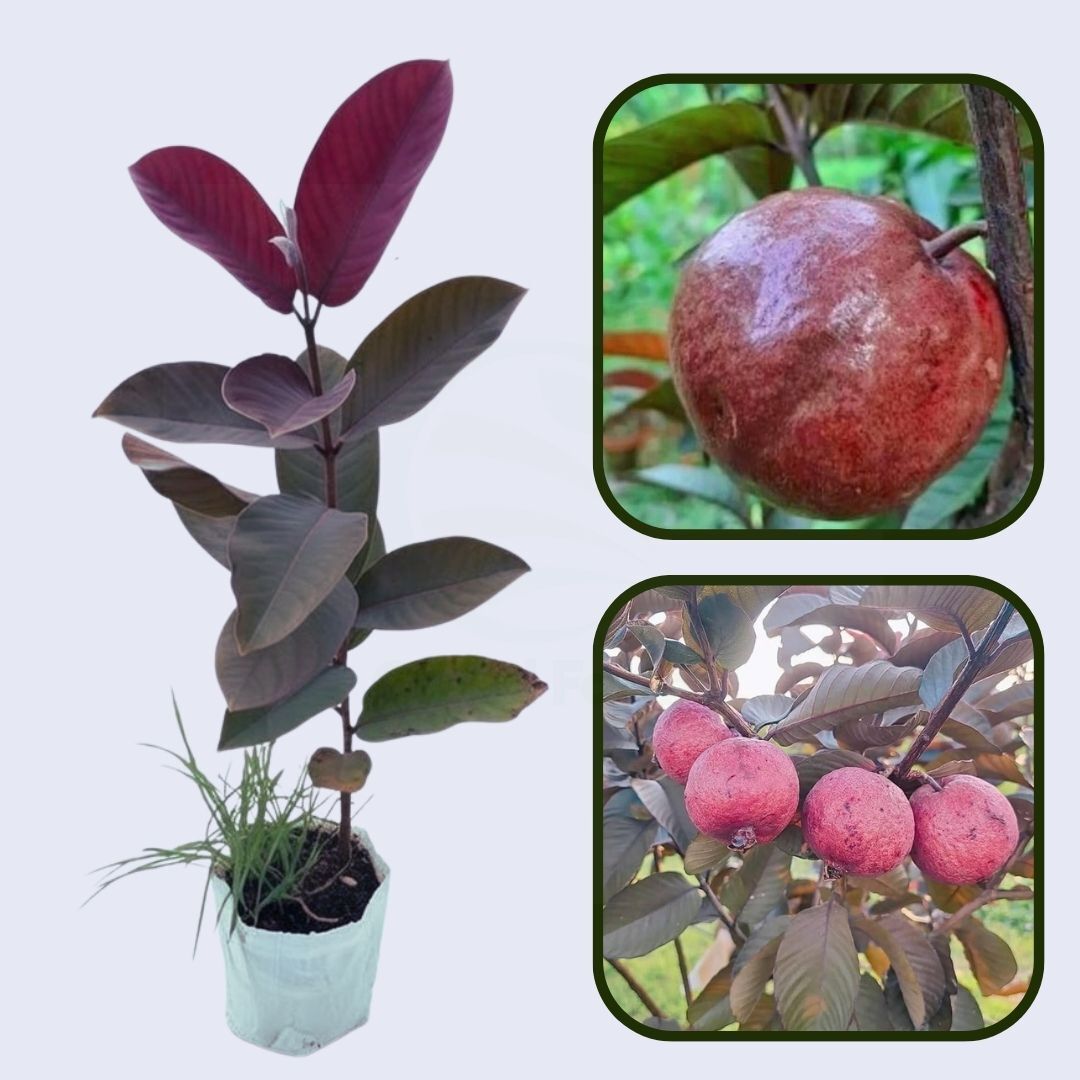 Red Hybrid Guava Air Layered Healthy Fruit Plant