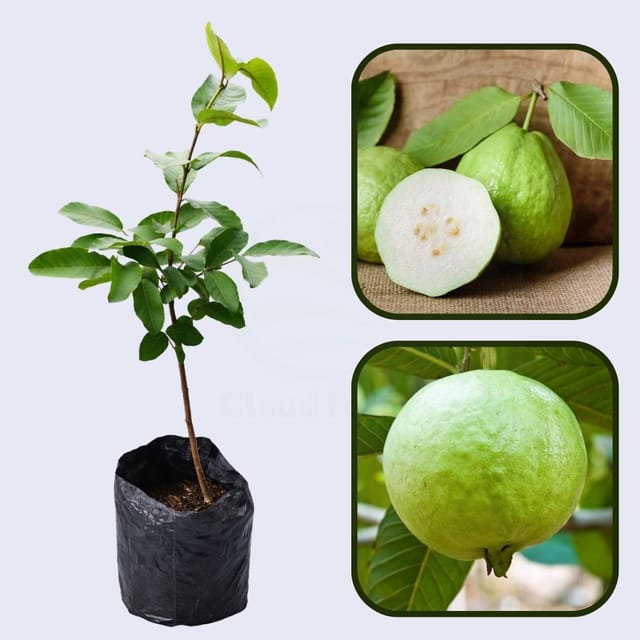 White Indian Guava Air Layered Healthy Fruit Plant White Indian Guava Air Layered Healthy Fruit Plant