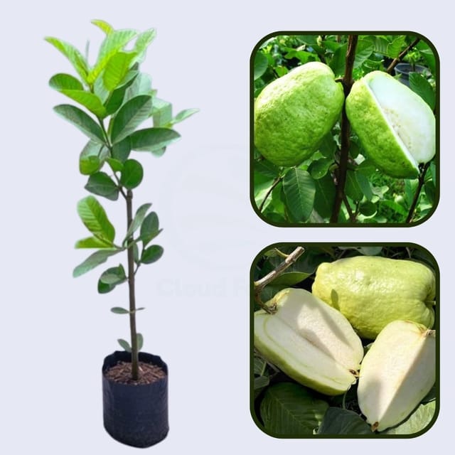 Patillo Seedless Guava Air Layered Healthy Fruit Plant